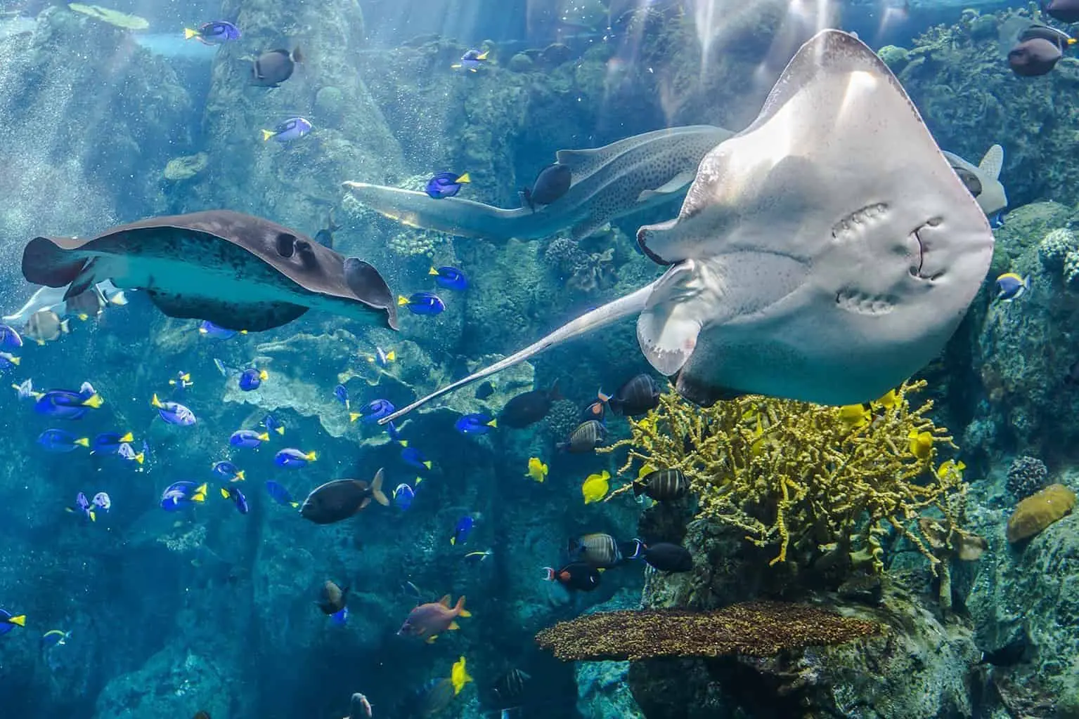 Aquarium of The Pacific